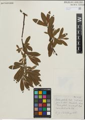 Foto von Salix pellita (Andersson) Bebb